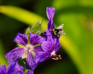 w4oqvc0i5qw1745931871 • Crown Supplements | Pure Quality Extract Supplements UK • Crown Supplements | Pure Quality Extract Supplements UK bee pollen uk